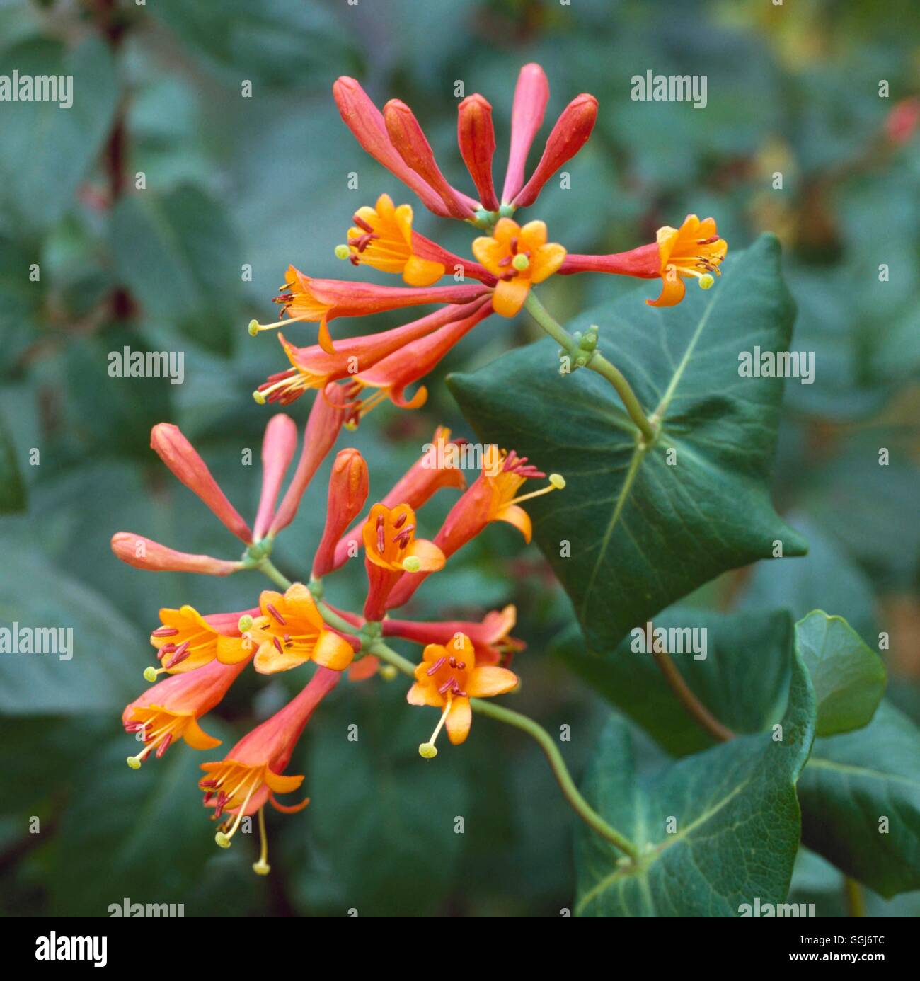 Lonicera x brownii - `Dropmore Scarlet'   CLS022265 Stock Photo